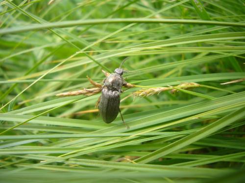 Selatosomus latus